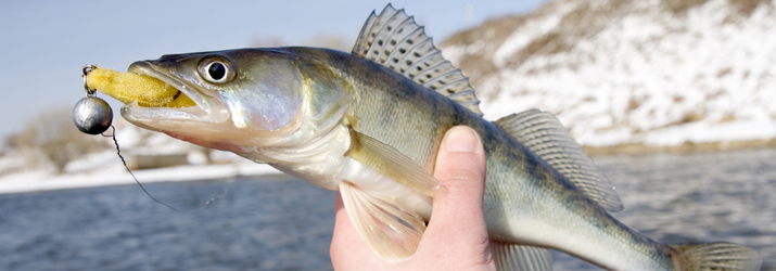 Walleye Fishing Tips  Walleye fishing tips, Walleye fishing